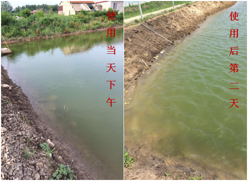 肥水困難、藻類缺乏處理前后效果